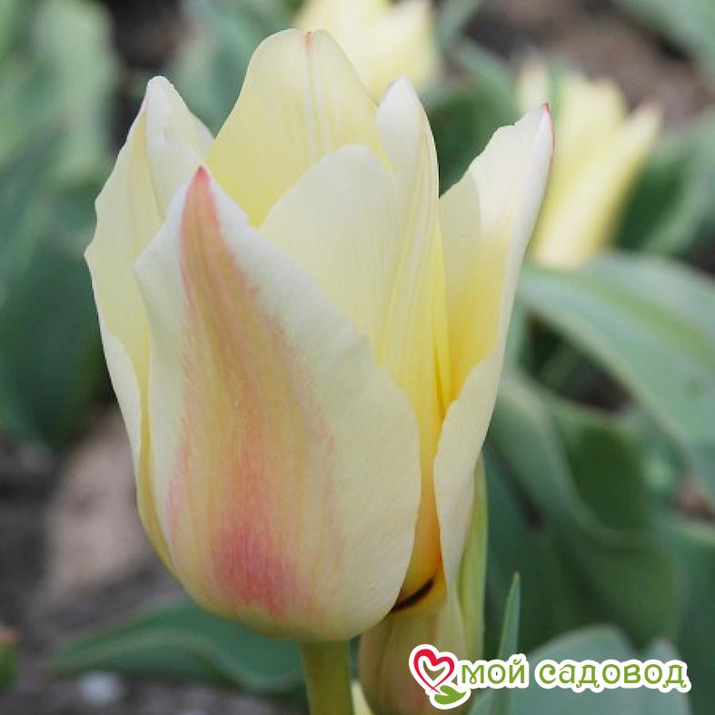 Тюльпан ботанический Альбион Стар