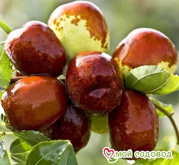 Зизифус "Унаби" Конфетный