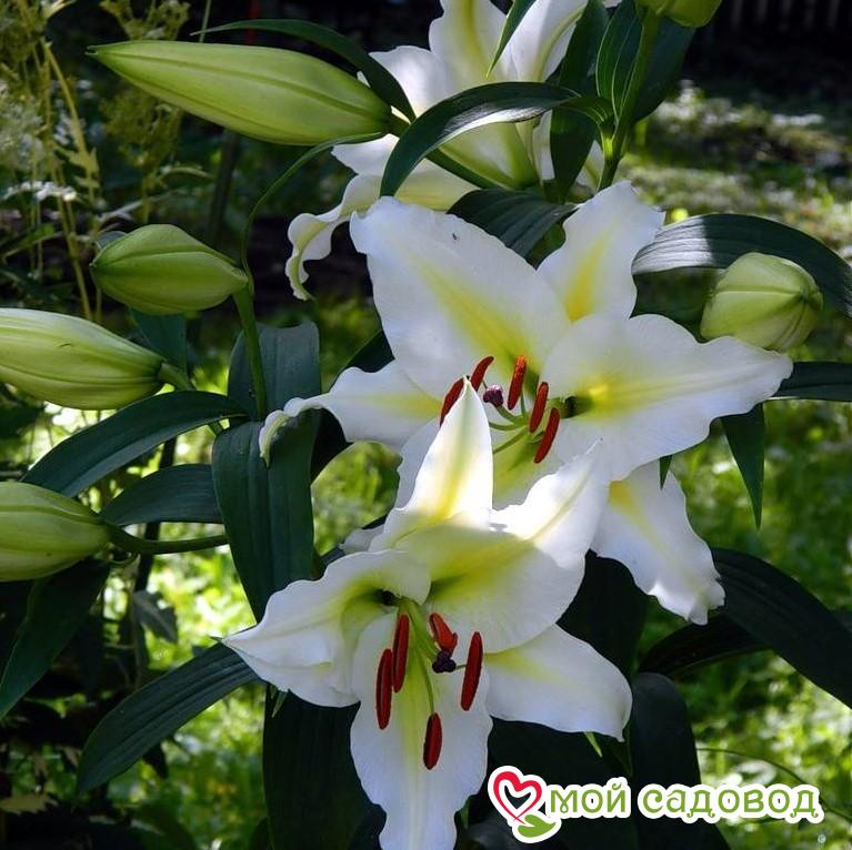 Лилия КОКОССА ОТ-ГИБРИД